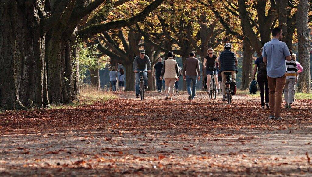 walk, tree lined avenue, nature