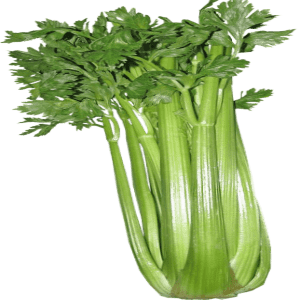celery stalk